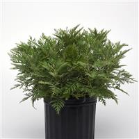 Artemisia gmelinii SunFern™ Arcadia