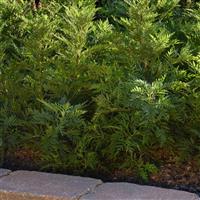 Artemisia gmelinii SunFern™ Olympia