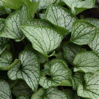 Brunnera macrophylla Frostbite