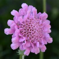 Scabiosa Flutter™ Rose Pink