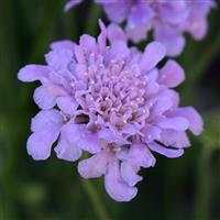 Scabiosa Flutter™ Deep Blue