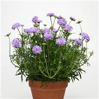 Scabiosa Flutter™ Deep Blue