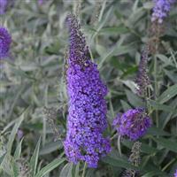 Buddleia davidii Monarch<sup>®</sup> Blue Knight