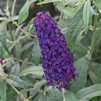 Buddleia davidii Monarch<sup>®</sup> Dark Dynasty