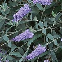 Buddleia davidii Monarch<sup>®</sup> Glass Slippers