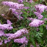 Buddleia davidii Monarch<sup>®</sup> Princess Pink