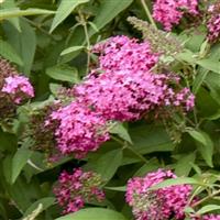 Buddleia davidii Monarch<sup>®</sup> Cherry Royale