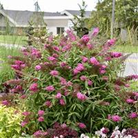 Buddleia davidii Monarch<sup>®</sup> Cherry Royale