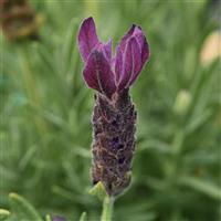 Lavandula stoechas Primavera