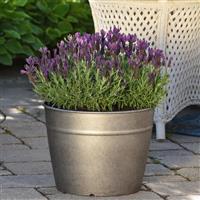 Lavandula stoechas Primavera