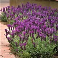 Lavandula stoechas Primavera