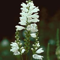 Physostegia virginiana Miss Manners