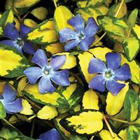 Vinca minor Illumination