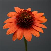 Echinacea Sombrero<sup>®</sup> Flamenco Orange
