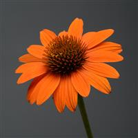 Echinacea Sombrero<sup>®</sup> Adobe Orange