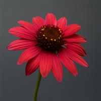 Echinacea Sombrero<sup>®</sup> Baja Burgundy