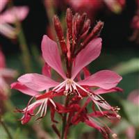 Gaura lindheimeri Ballerina™ Rose