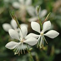 Gaura lindheimeri Ballerina™ White