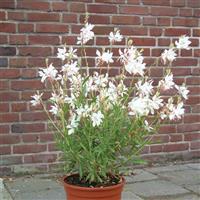 Gaura lindheimeri Ballerina™ White