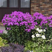 Phlox Garden Girls™ Dream Girl