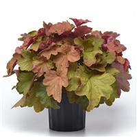 Heuchera x villosa Big Top Caramel Apple