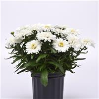 Leucanthemum superbum Make My Daisy™ Crazy
