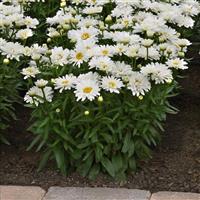 Leucanthemum superbum Make My Daisy™ Crazy