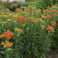 Achillea millefolium Sassy Summer Sunset