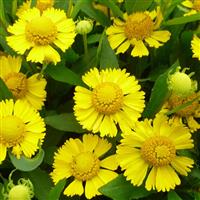 Helenium autumnale Salud™ Yellow