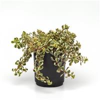 Sedum spurium What a Doozie