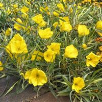 Oenothera missouriensis Evening Sun