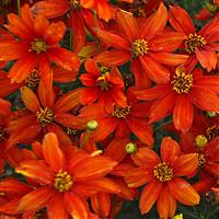 Coreopsis verticillata Sizzle & Spice<sup>®</sup> Crazy Cayenne