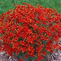 Coreopsis verticillata Sizzle & Spice<sup>®</sup> Crazy Cayenne