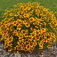 Coreopsis verticillata Sizzle & Spice<sup>®</sup> Curry Up