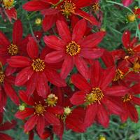 Coreopsis verticillata Sizzle & Spice<sup>®</sup> Hot Paprika
