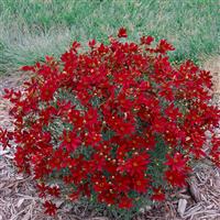 Coreopsis verticillata Sizzle & Spice<sup>®</sup> Hot Paprika