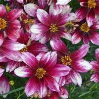 Coreopsis verticillata Sizzle & Spice<sup>®</sup> Zesty Zinger