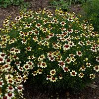 Coreopsis verticillata Sizzle & Spice<sup>®</sup> Red Hot Vanilla