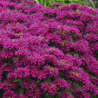 Monarda didyma Sugar Buzz<sup>®</sup> Grape Gumball