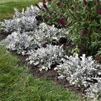 Centaurea ragusina Silver Swirl