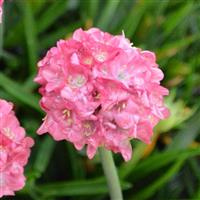 Armeria Dreameria<sup>®</sup> Dreamland