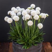Armeria Dreameria<sup>®</sup> Dream Clouds