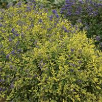 Caryopteris Gold Crest