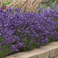 Lavandula angustifolia SuperBlue