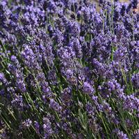 Lavandula angustifolia SuperBlue
