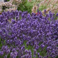 Lavandula angustifolia SuperBlue