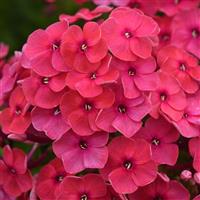 Phlox paniculata Ka-Pow<sup>®</sup> Pink