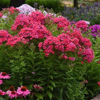 Phlox paniculata Ka-Pow<sup>®</sup> Pink