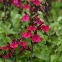 Salvia greggii Mirage™ Burgundy