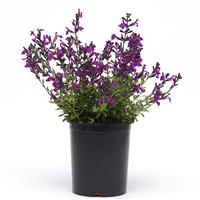 Salvia greggii Mirage™ Deep Purple
